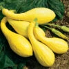 Yellow Crookneck -Garden Seed Shop 02450 01 yellowcrook