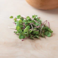 Radish, Hong Vit -Garden Seed Shop 02461m 04 hong vit