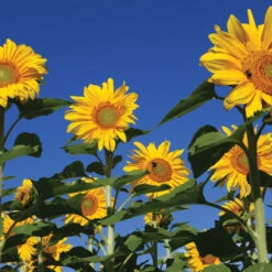 Royal Hybrid® 1121 Sunflower -Garden Seed Shop 02603 03 royalhybrid1121sunflower