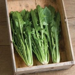 Clio 8 Clio -Garden Seed Shop 02634 01 clio