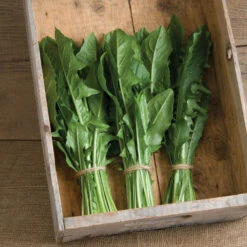 Clio 9 Clio -Garden Seed Shop 02634 02 clio