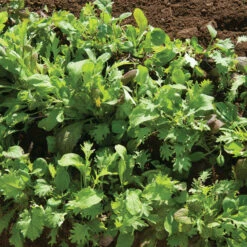 Ovation Greens Mix -Garden Seed Shop 02697g 02 ovationgreens