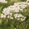 Common Valerian -Garden Seed Shop 02734 01 comvalerian