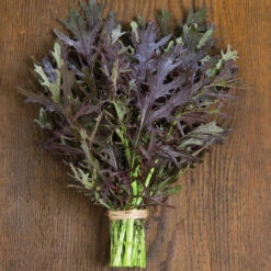 Ruby Streaks -Garden Seed Shop 02740g 01 ruby streaks