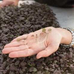 Mustard, Ruby Streaks -Garden Seed Shop 02740m 02 rubystreaksmicro