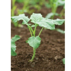 Garden Seed Shop -Garden Seed Shop 02755 02 spigariellolis