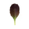Garnet Giant 2 Garnet Giant -Garden Seed Shop 02797g 01 garnet giant