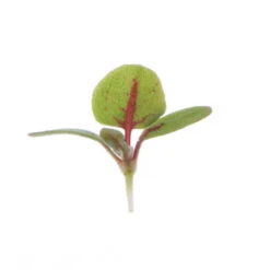 Sorrel, Red Veined -Garden Seed Shop 02827m 01 redveinsorrelmicro