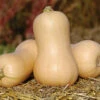 Metro PMR -Garden Seed Shop 02867g 01 metro butternut squash