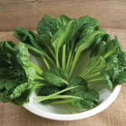 Tatsoi -Garden Seed Shop 02897 01 tatsoi