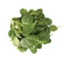 Tatsoi -Garden Seed Shop 02897 02 tatsoi