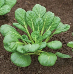 Tatsoi -Garden Seed Shop 02897 05 tatsoi