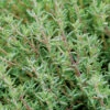 Orange Thyme -Garden Seed Shop 02934 01 orange thyme