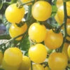 White Cherry 2 White Cherry -Garden Seed Shop 02977g 01 white cherry