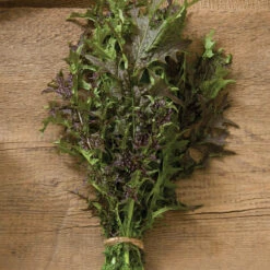 Red Splendor -Garden Seed Shop 03051 01 red splendor