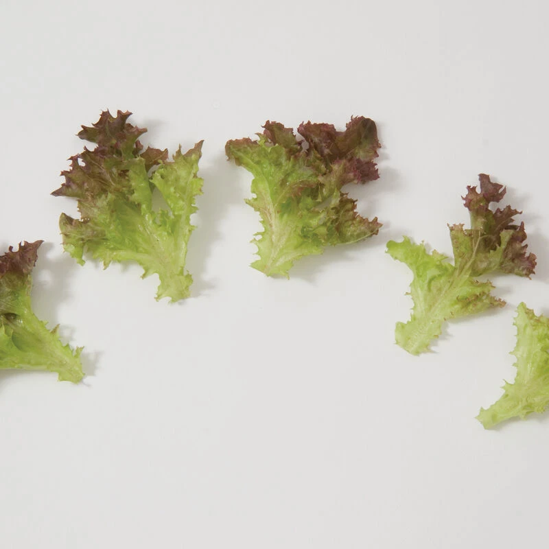 Salanova® Red Incised 4 Salanova® Red Incised - Image 2