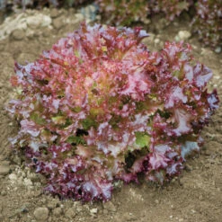 Salanova® Red Incised 7 Salanova® Red Incised -Garden Seed Shop 03053jp 03 redincisedleaffieldhorz