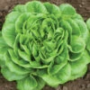 Salanova® Green Butter -Garden Seed Shop 03056jp 01 greenmultileafbutterfieldhorz