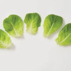 Salanova® Green Butter 8 Salanova® Green Butter -Garden Seed Shop 03056jp 03 greenmultileafbutterleafgroup