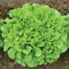 Salanova® Green Oakleaf -Garden Seed Shop 03058jp 01 greenmultileafoakheadfield