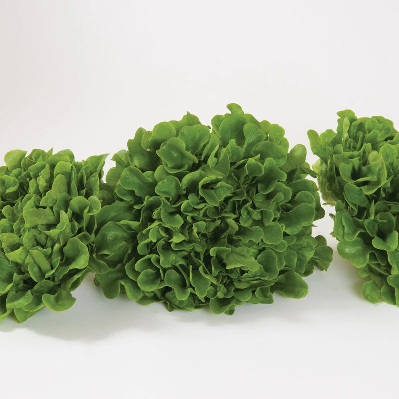 Salanova® Green Oakleaf 4 Salanova® Green Oakleaf - Image 2