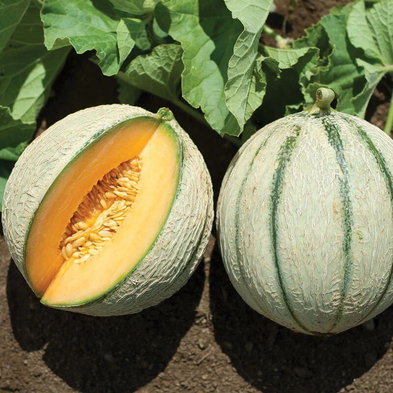 Escorial 4 Escorial - Image 2