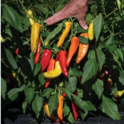 Hungarian Hot Wax -Garden Seed Shop 03092g 03 hungarianhotwax