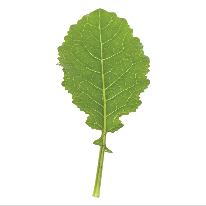 Amara 4 Amara - Image 2