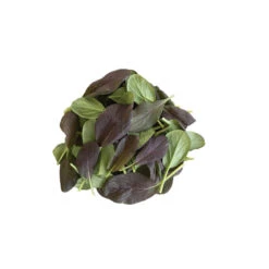 Garden Seed Shop 4 Rosie