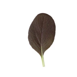 Rosie -Garden Seed Shop 03159 04 rosie