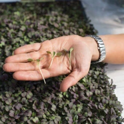 Pac Choi, Rosie -Garden Seed Shop 03159m 02 rosie