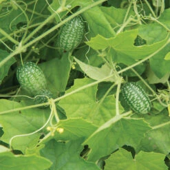 Mexican Sour Gherkin -Garden Seed Shop 03174 02 mexicansourgherkin