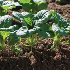 Koji -Garden Seed Shop 03191 01 koji