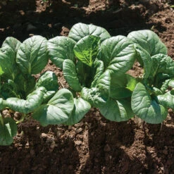 Koji -Garden Seed Shop 03191 02 koji