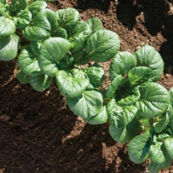 Koji -Garden Seed Shop 03191 03 koji