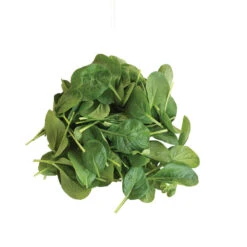 Koji -Garden Seed Shop 03191 05 koji