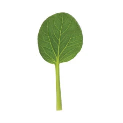 Koji -Garden Seed Shop 03191 06 koji