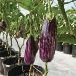 Angela -Garden Seed Shop 03199 02 angela