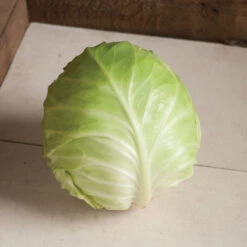 Primo Vantage -Garden Seed Shop 03231 03 primovantage