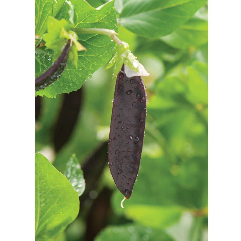 Royal Snow 4 Royal Snow - Image 2