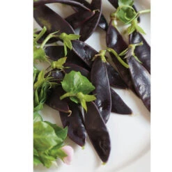 Royal Snow 7 Royal Snow -Garden Seed Shop 03242 03 royalsnow