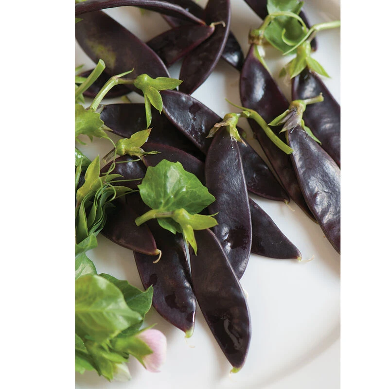 Royal Snow 5 Royal Snow - Image 3