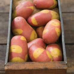 Pinto Gold -Garden Seed Shop 03282 02 pintogold