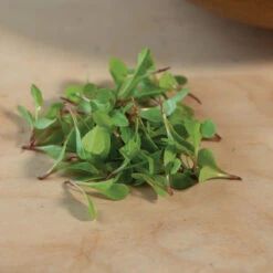 Dandelion, Red -Garden Seed Shop 03357m 04 red dandilion