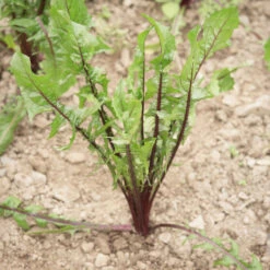 Italiko Red -Garden Seed Shop 03358 01 italiko red