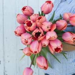 Apricot Impression -Garden Seed Shop 03471 03 apricot impression