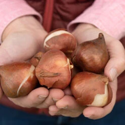 Apricot Impression -Garden Seed Shop 03471 04 apricot impression