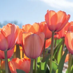 Rococo -Garden Seed Shop 03471 05 apricot impression 1