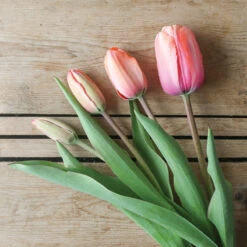 Apricot Impression -Garden Seed Shop 03471 06 apricot impression