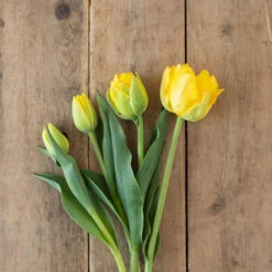 Marie Jo -Garden Seed Shop 03476 03 marie jo